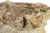 Dinosaur Vertebra and Tendons in Situ - Lance Formation, Wyoming #242447-3